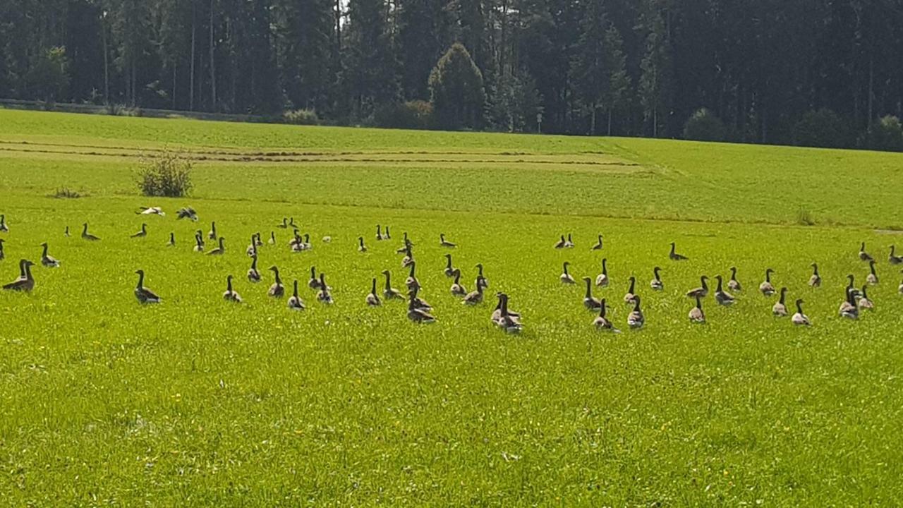 Ferienwohnung Am Kirnbergsee Unterbrand Exteriér fotografie